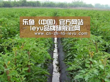 种植基地三